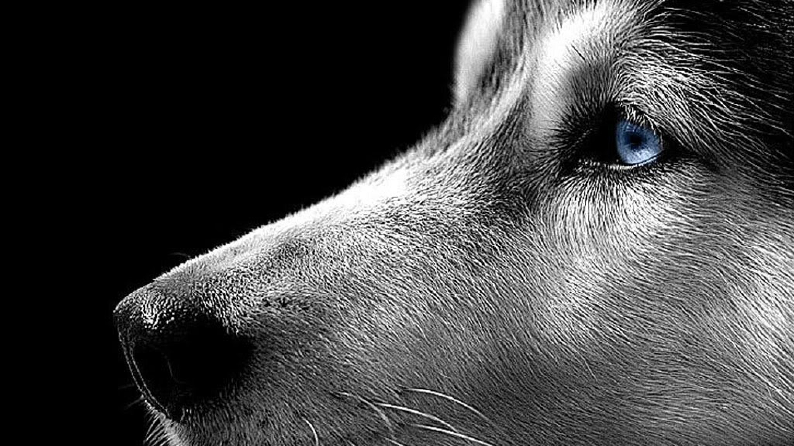 Siberian Husky Close Up - HD Wallpaper 