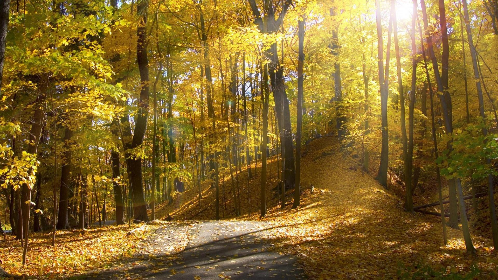 Sunlight Through Autumn Trees - HD Wallpaper 
