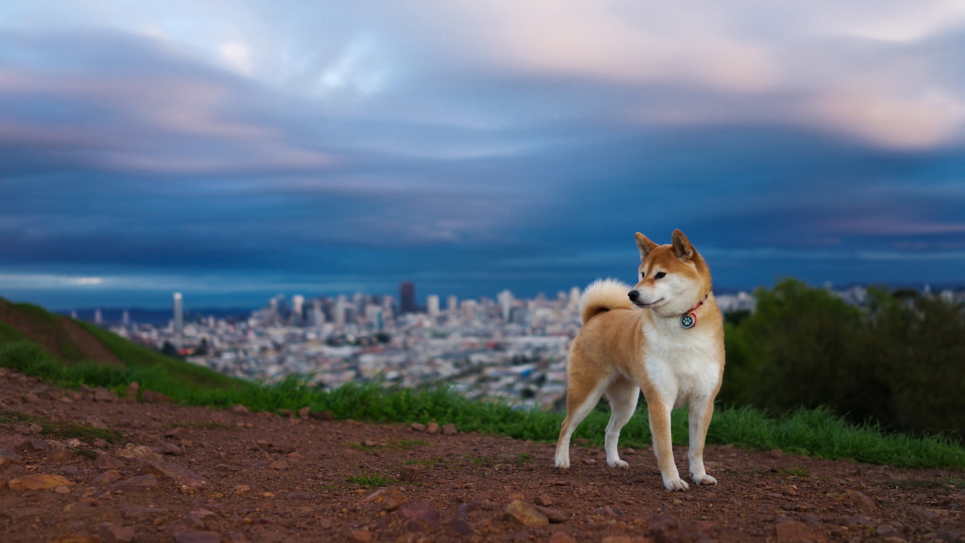 Download Free Siberian Husky Wallpapers Pixelstalk
siberian - Shiba Inu Wallpaper Desktop - HD Wallpaper 