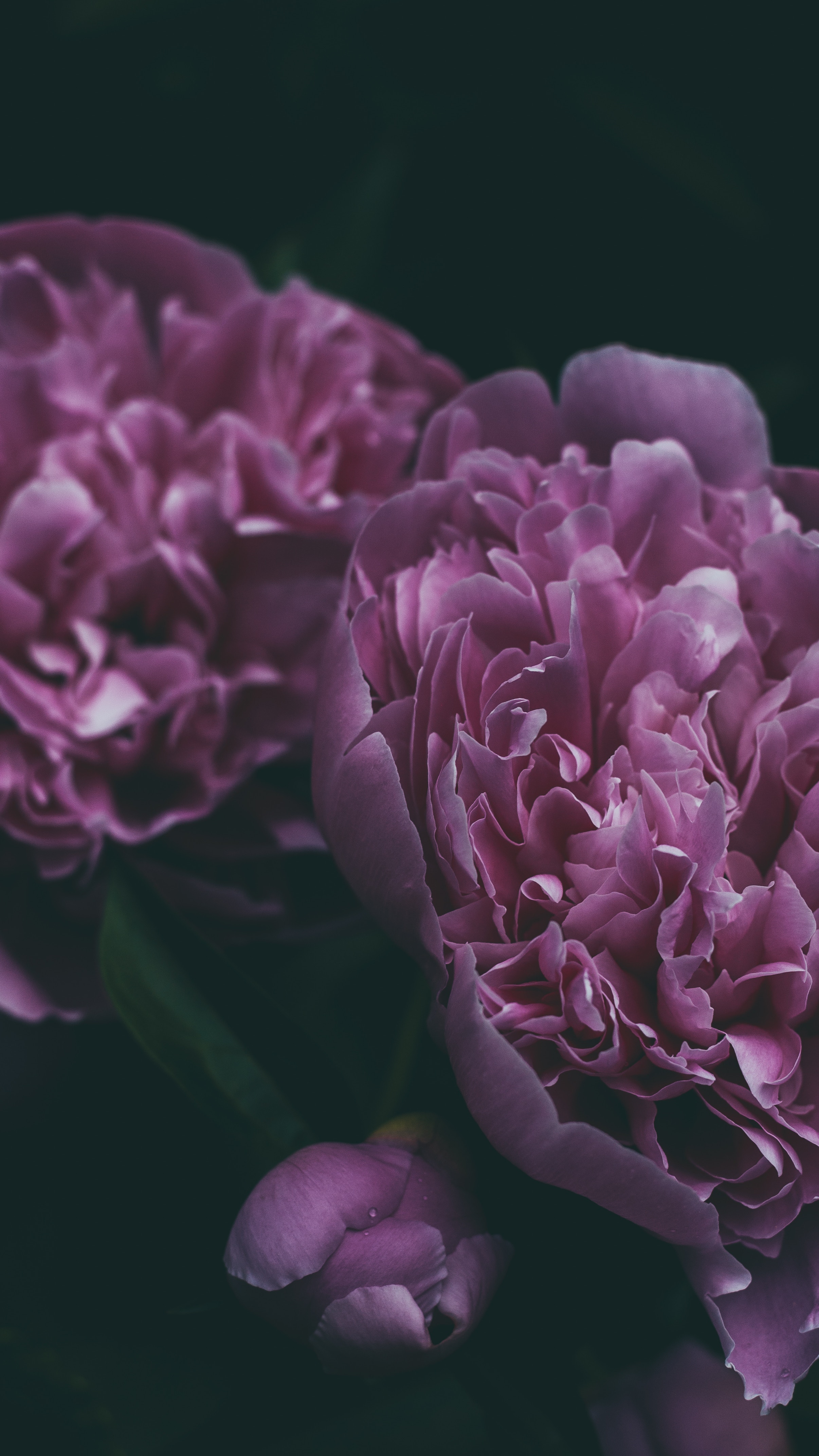 Wallpaper Peony, Flower, Petals, Pink, Bloom - Peony Flower - HD Wallpaper 