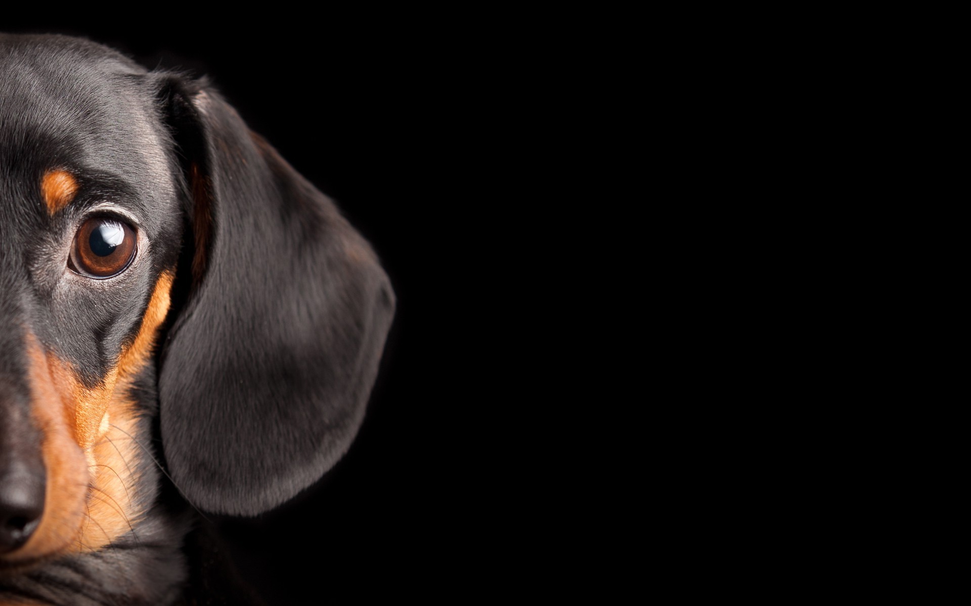 Dog, Animals, Black Background Wallpapers Hd / Desktop - Dog Black Background - HD Wallpaper 