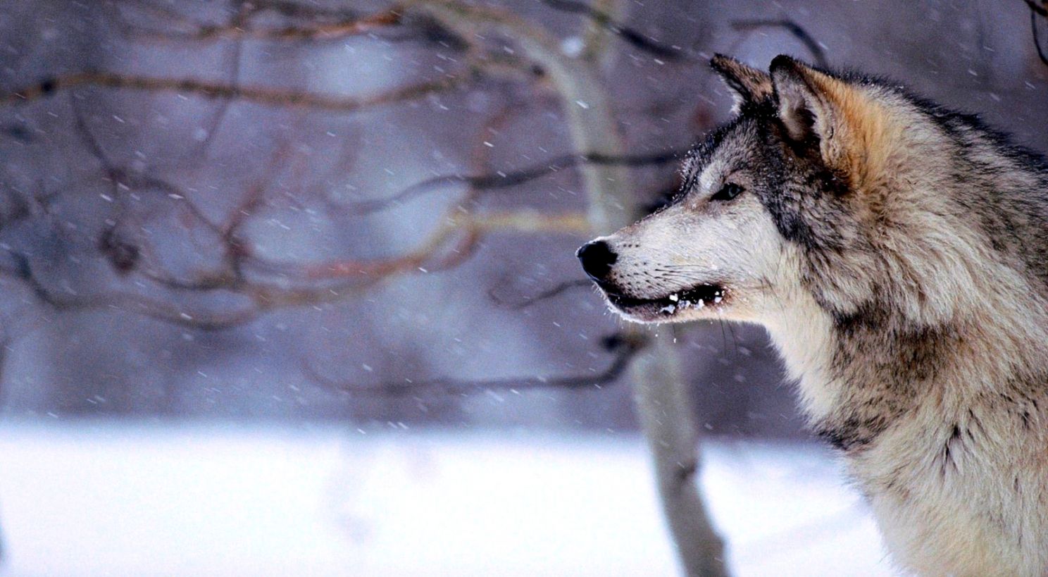 Amazing Siberian Husky Wallpaper Wallpaper Wallpaperlepi - Snow Storm Wolf - HD Wallpaper 
