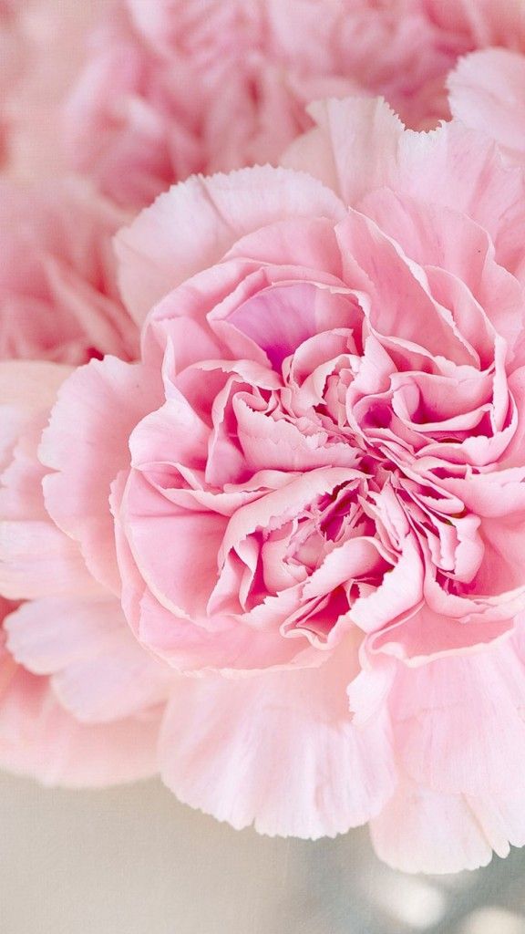 Pink Peonies Wallpaper Iphone - HD Wallpaper 