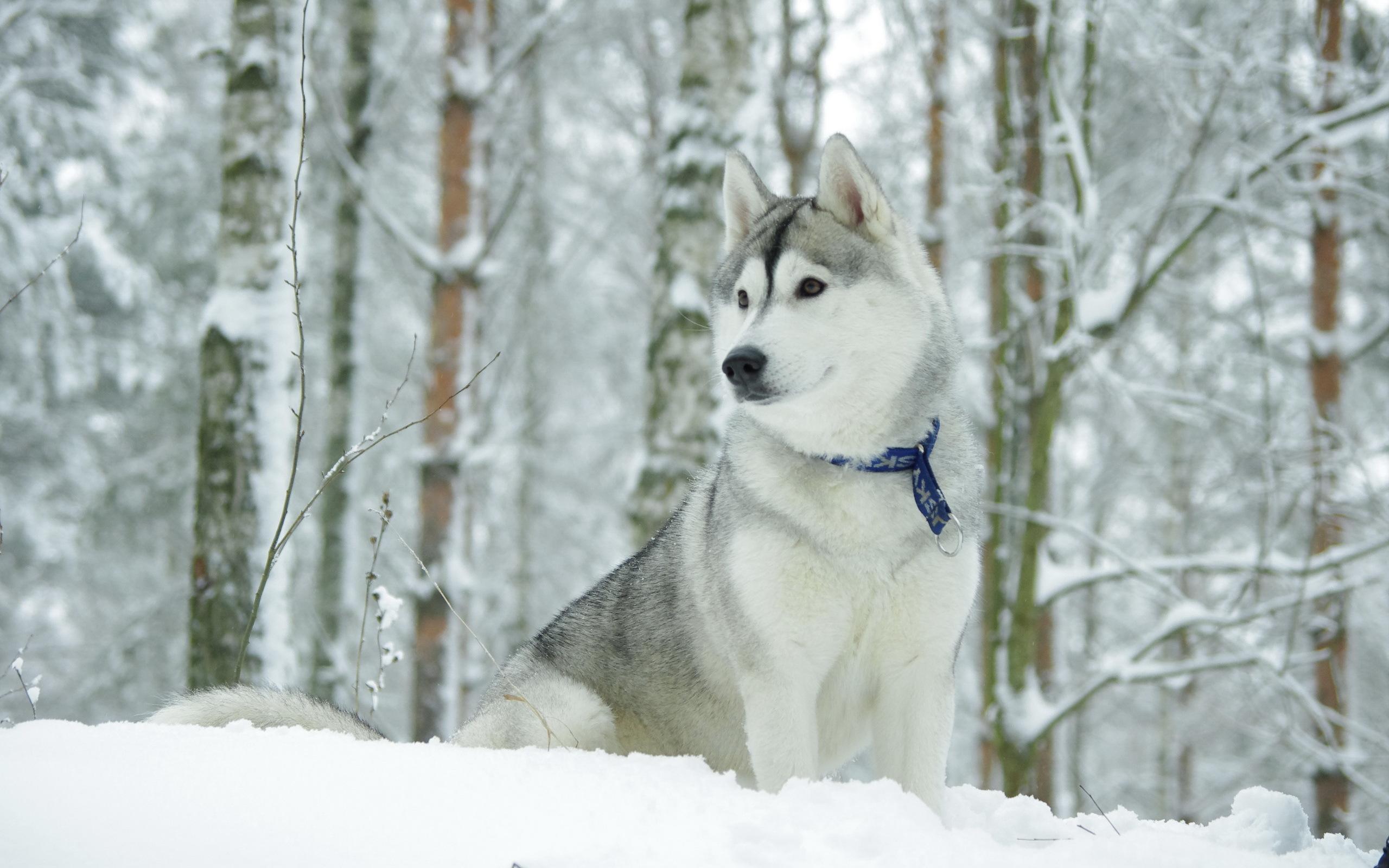 Husky In The Winter - HD Wallpaper 