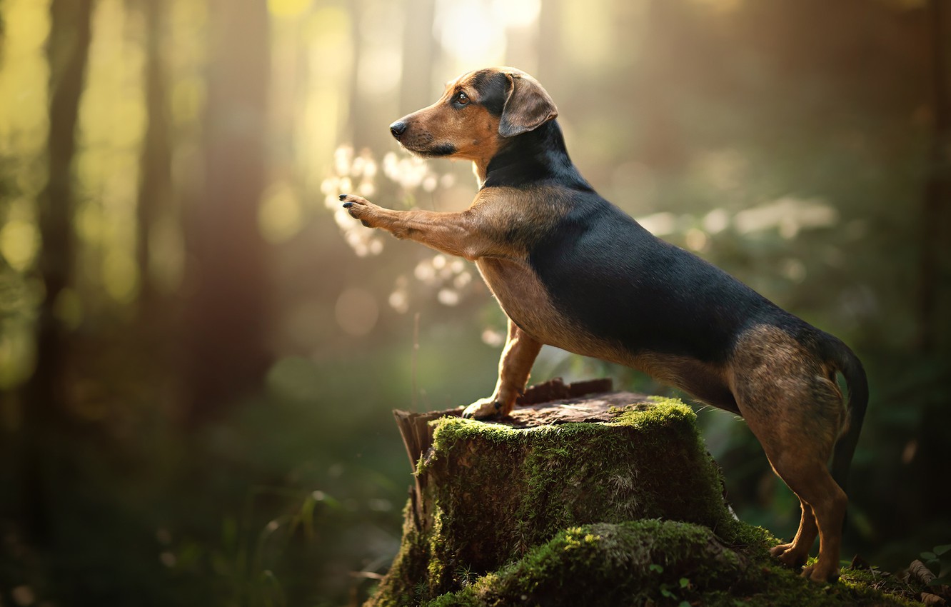 Photo Wallpaper Forest, Paw, Moss, Stump, Dog, Bokeh, - Dachshund Wallpaper Hd - HD Wallpaper 