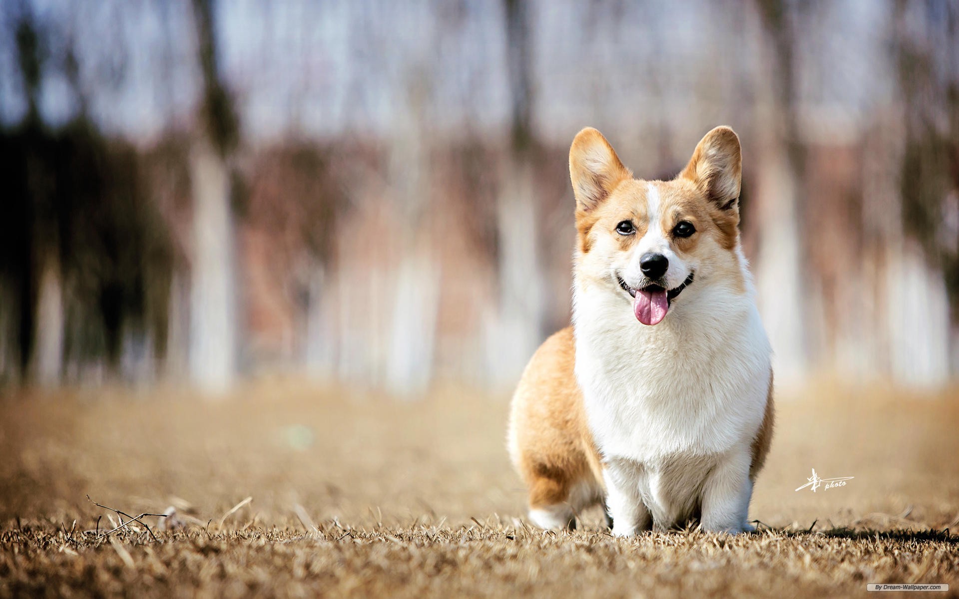 Free Animal Wallpaper - Corgi - HD Wallpaper 