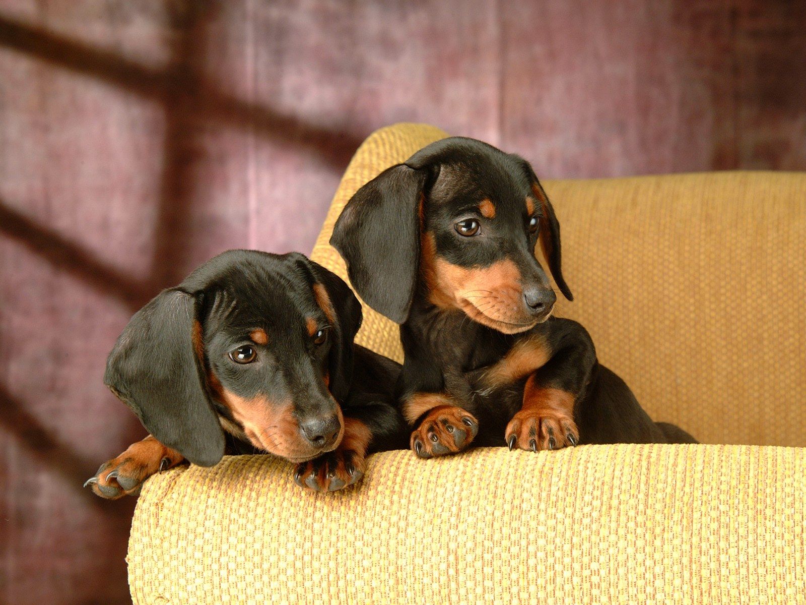 Dachshund Puppies Background - HD Wallpaper 