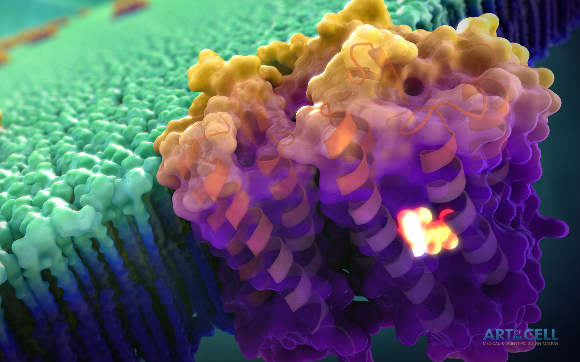 Cell Membrane - HD Wallpaper 