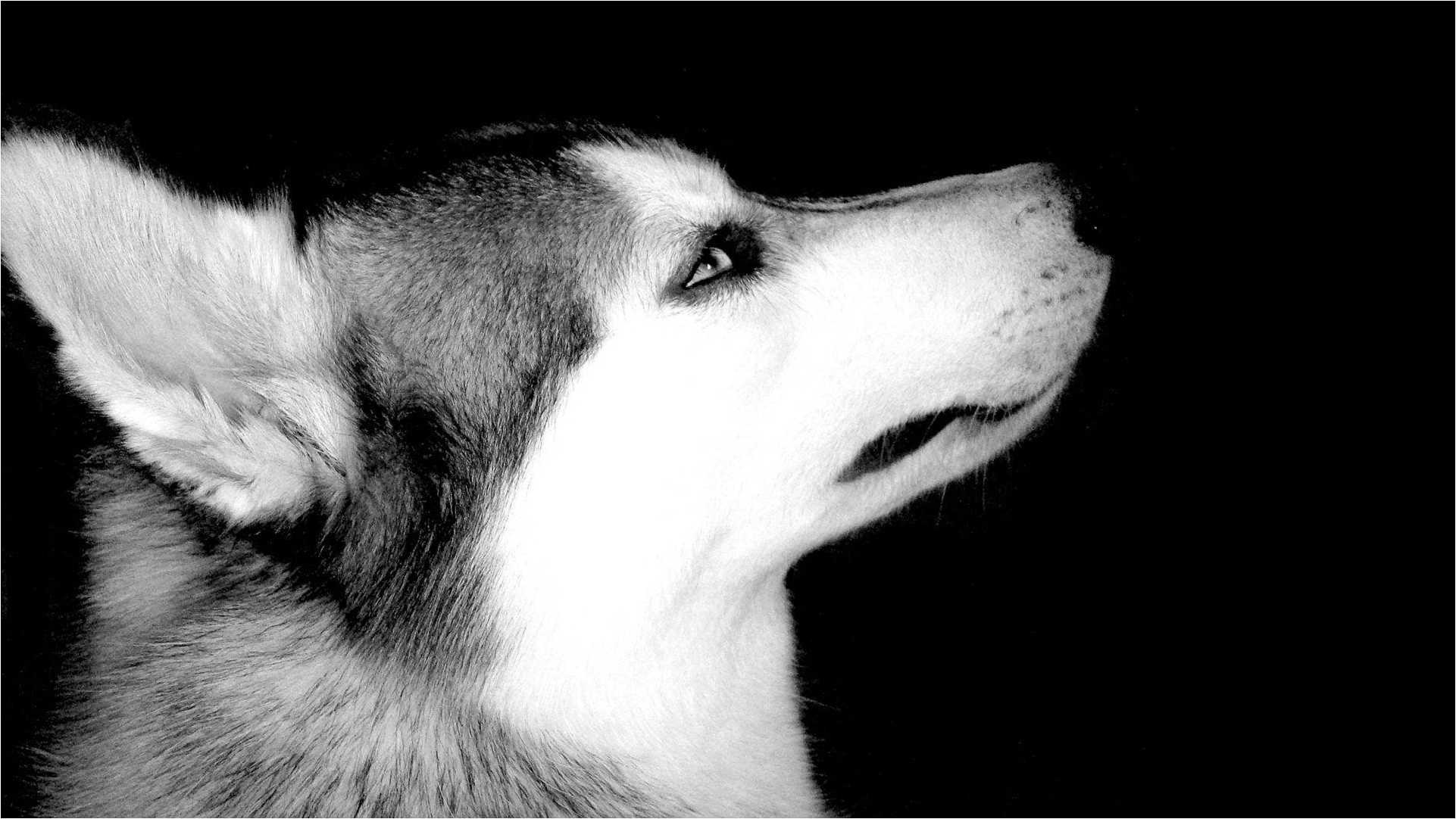 Husky Wallpapers New - Husky - HD Wallpaper 