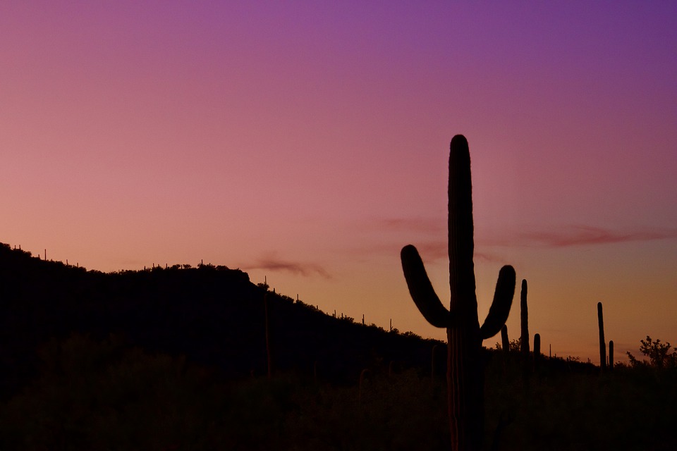 Nature, Outdoor, Wallpaper, Hd, Saguaro, Cactus - Saguaro - HD Wallpaper 