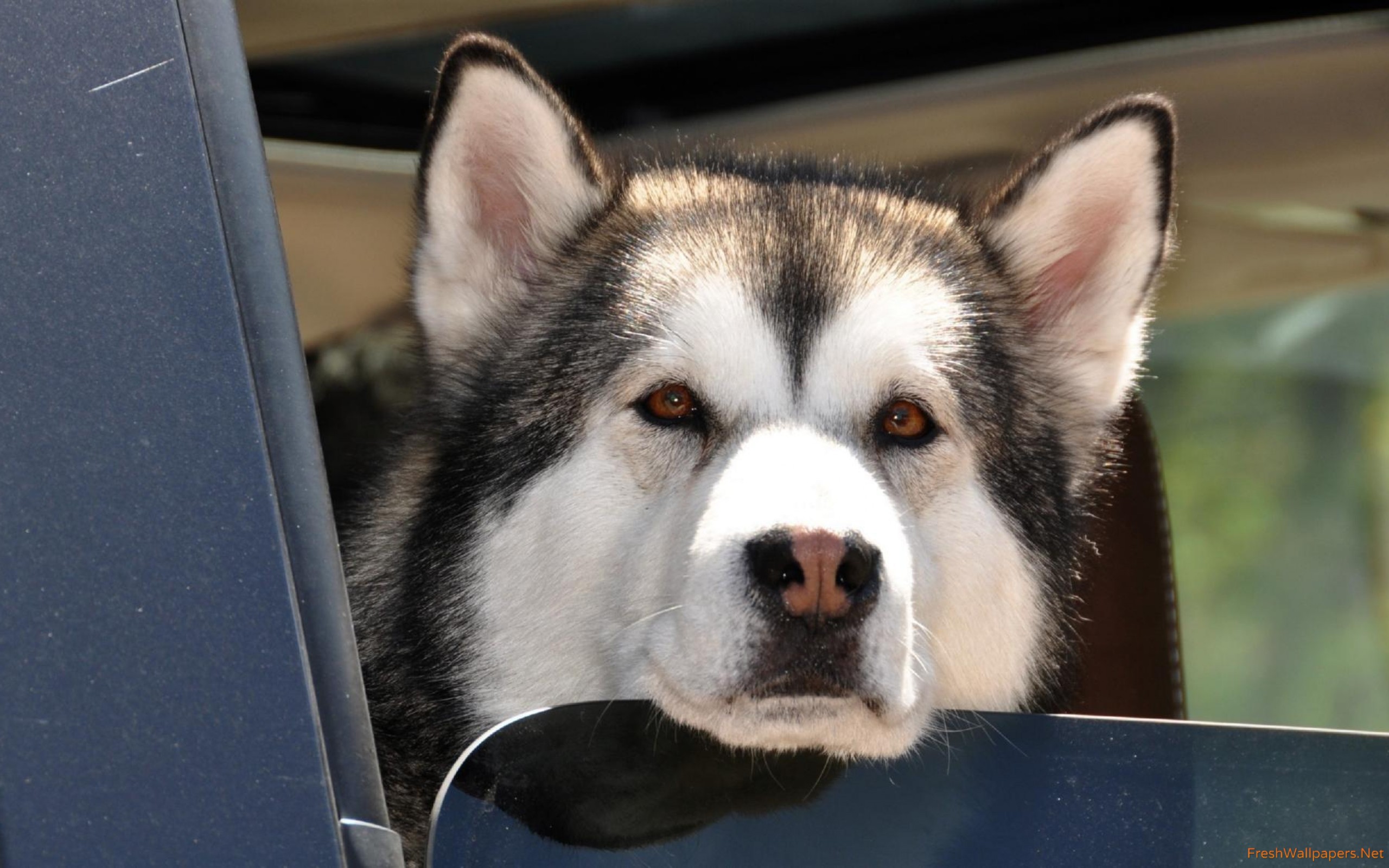 Husky In Car Window - HD Wallpaper 