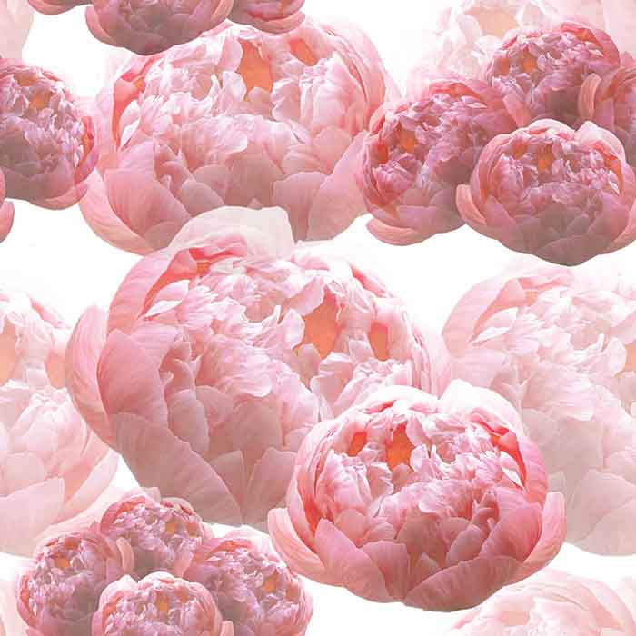 Slide Thumbnail - Peonies - HD Wallpaper 
