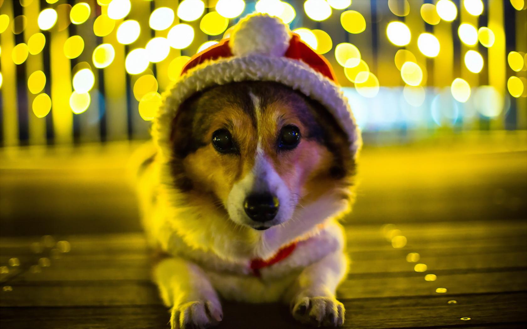 Cute Corgi Wallpaper - HD Wallpaper 