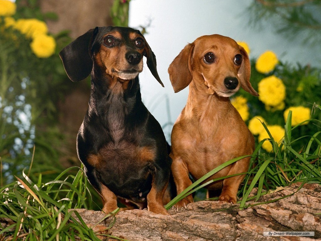 Mini Dachshund Wallpaper - Worlds Best Dog Breed - HD Wallpaper 