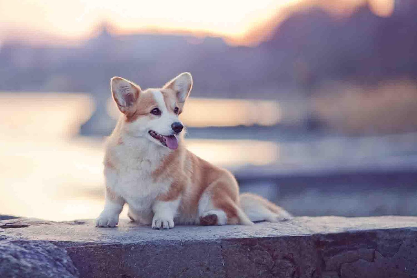 Corgi Wallpapers Full Hd - Corgi Wallpaper Hd - HD Wallpaper 