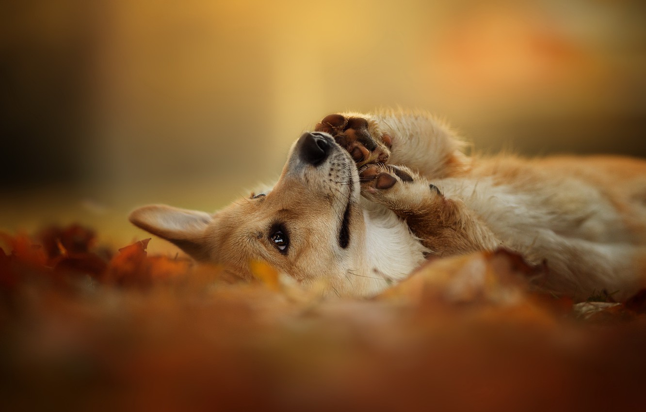 Photo Wallpaper Autumn, Nature, Each, Dog, Welsh Corgi - Autumn Desktop Backgrounds Kawaii Corgi - HD Wallpaper 