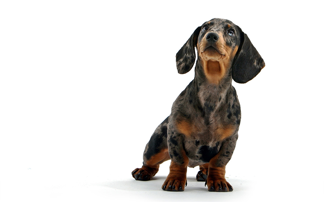 Hd Dachshund - HD Wallpaper 
