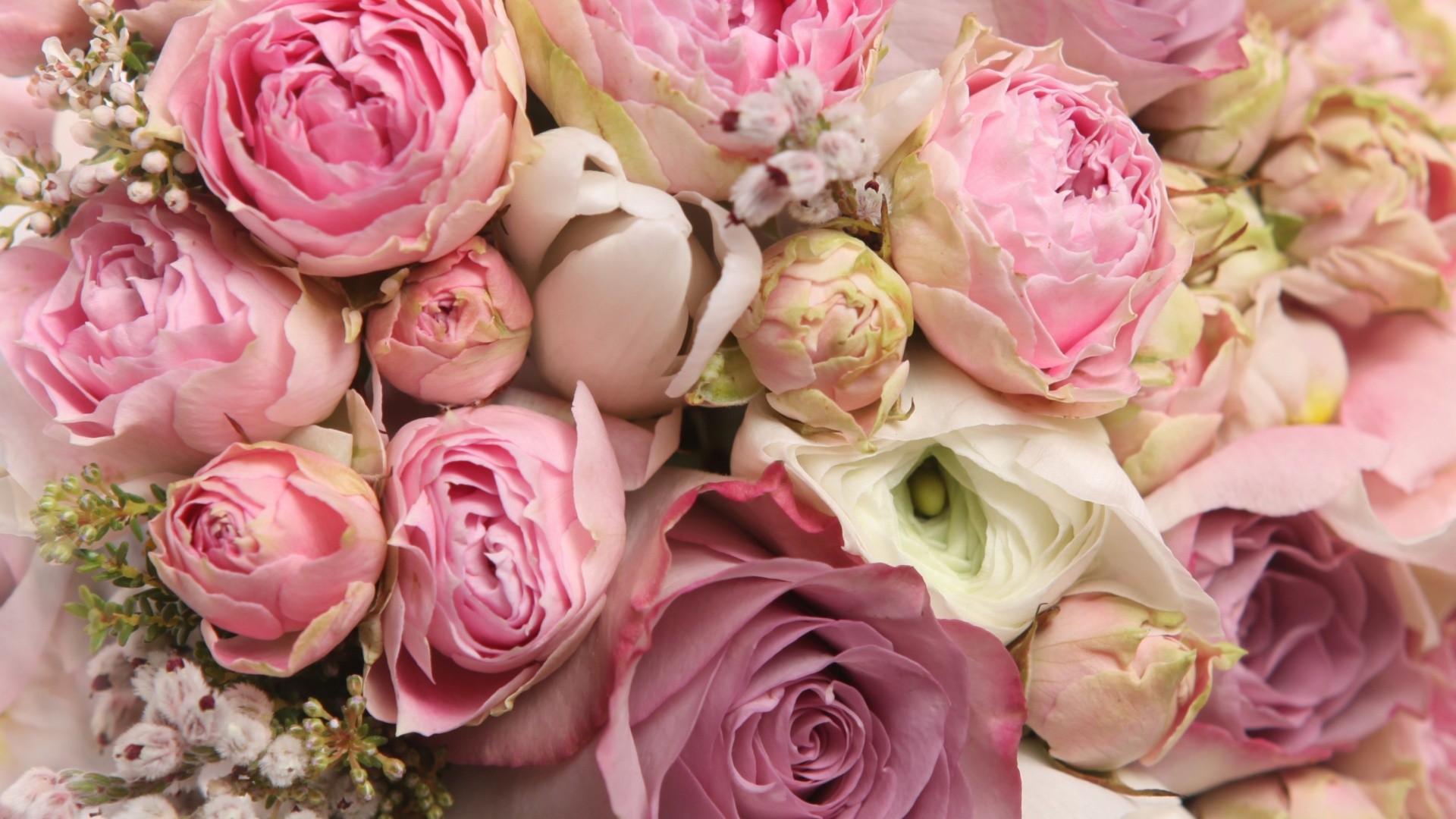 Peonies Wallpaper Screensaver - Rose Beautiful Rose Wallpaper Flowers - HD Wallpaper 