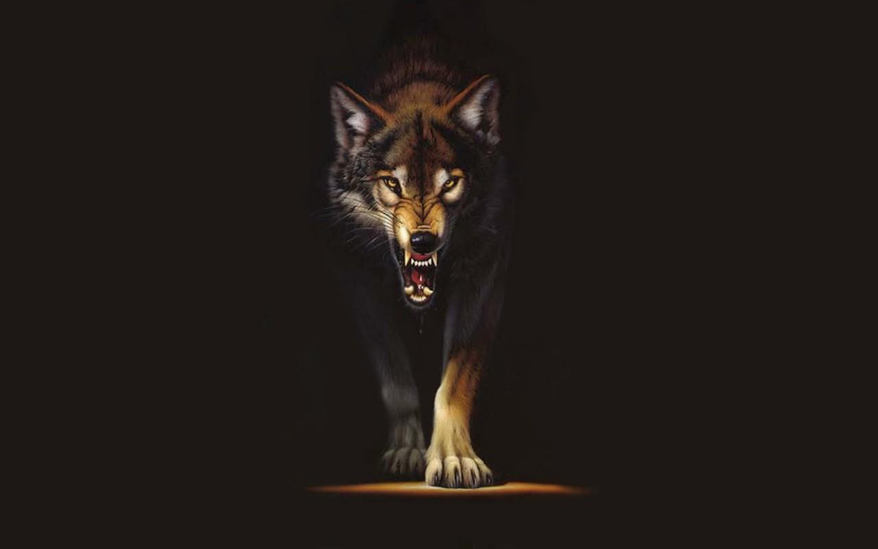Wolf Wallpaper For Computer - Don T Stay Down - HD Wallpaper 