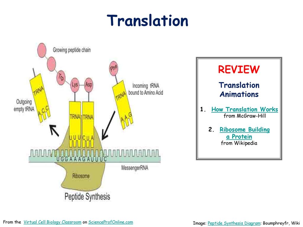 Translation Diagram Biology Images 760 @ - Translation Reads 5 3 - HD Wallpaper 