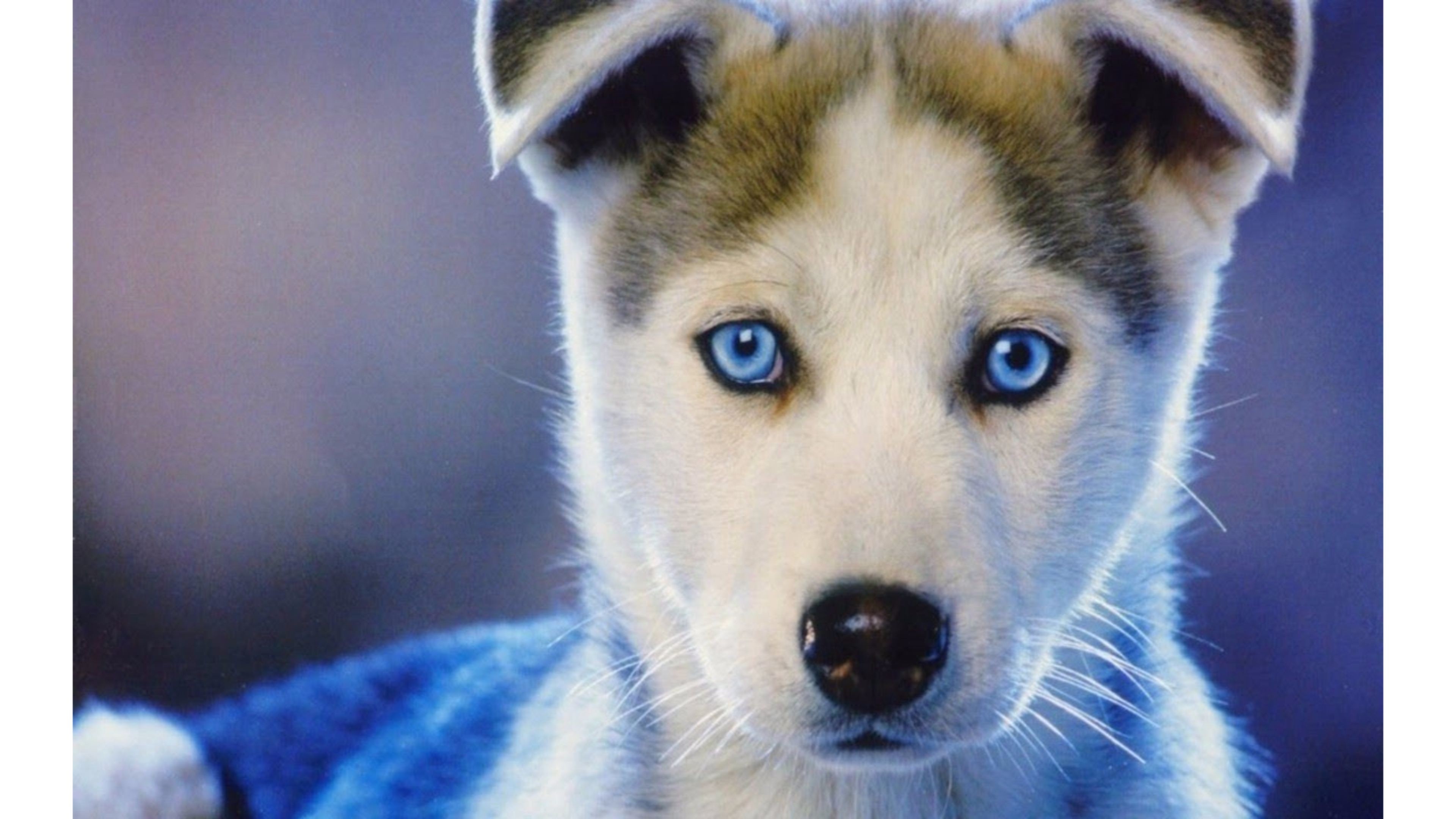 Siberian Husky Wallpaper - Cute Puppies - HD Wallpaper 