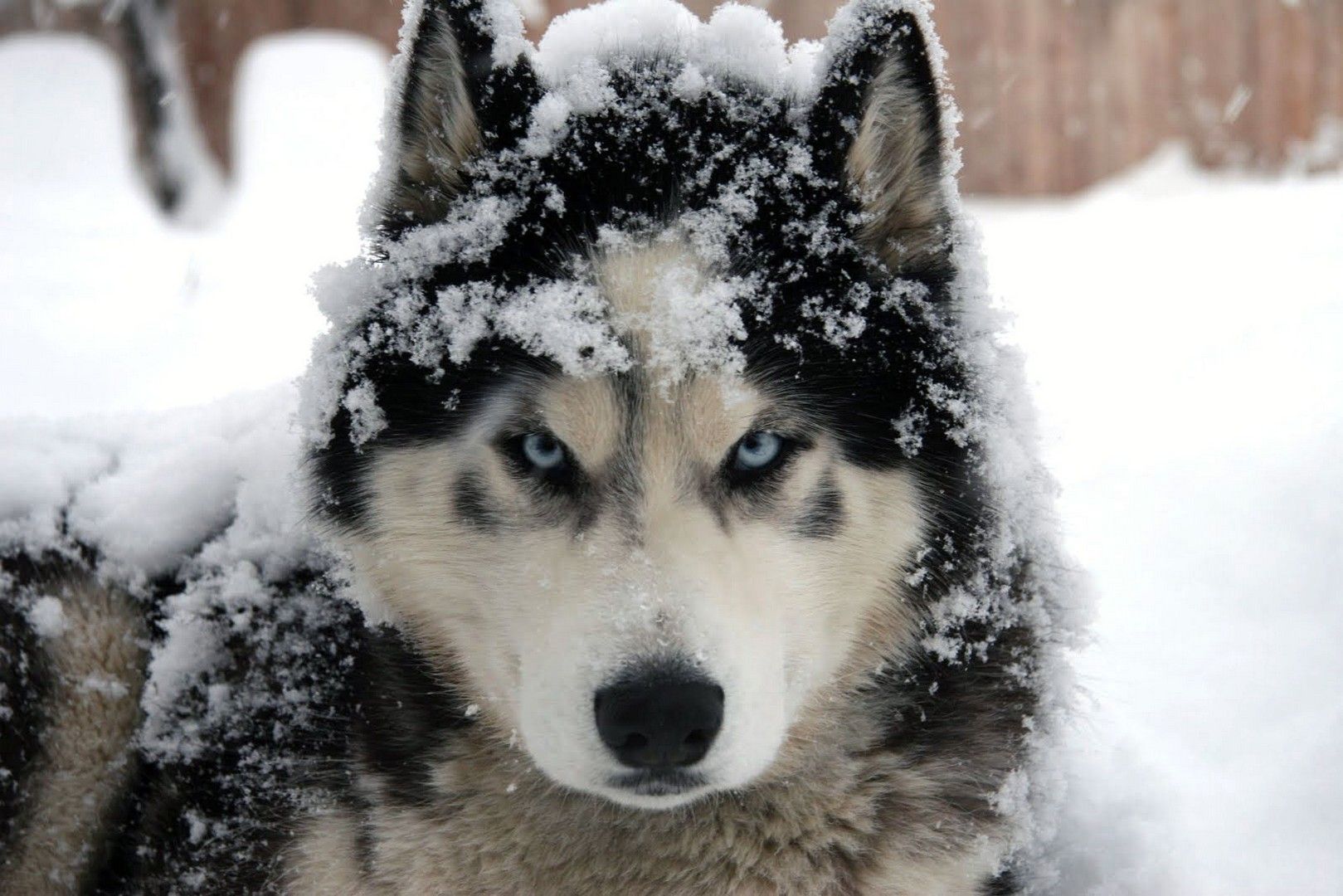 Husky Siberiano Wallpaper Hd - HD Wallpaper 