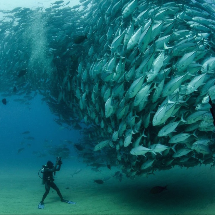 Yellowfin Tuna Wallpaper - Baja California Sur Fish - HD Wallpaper 