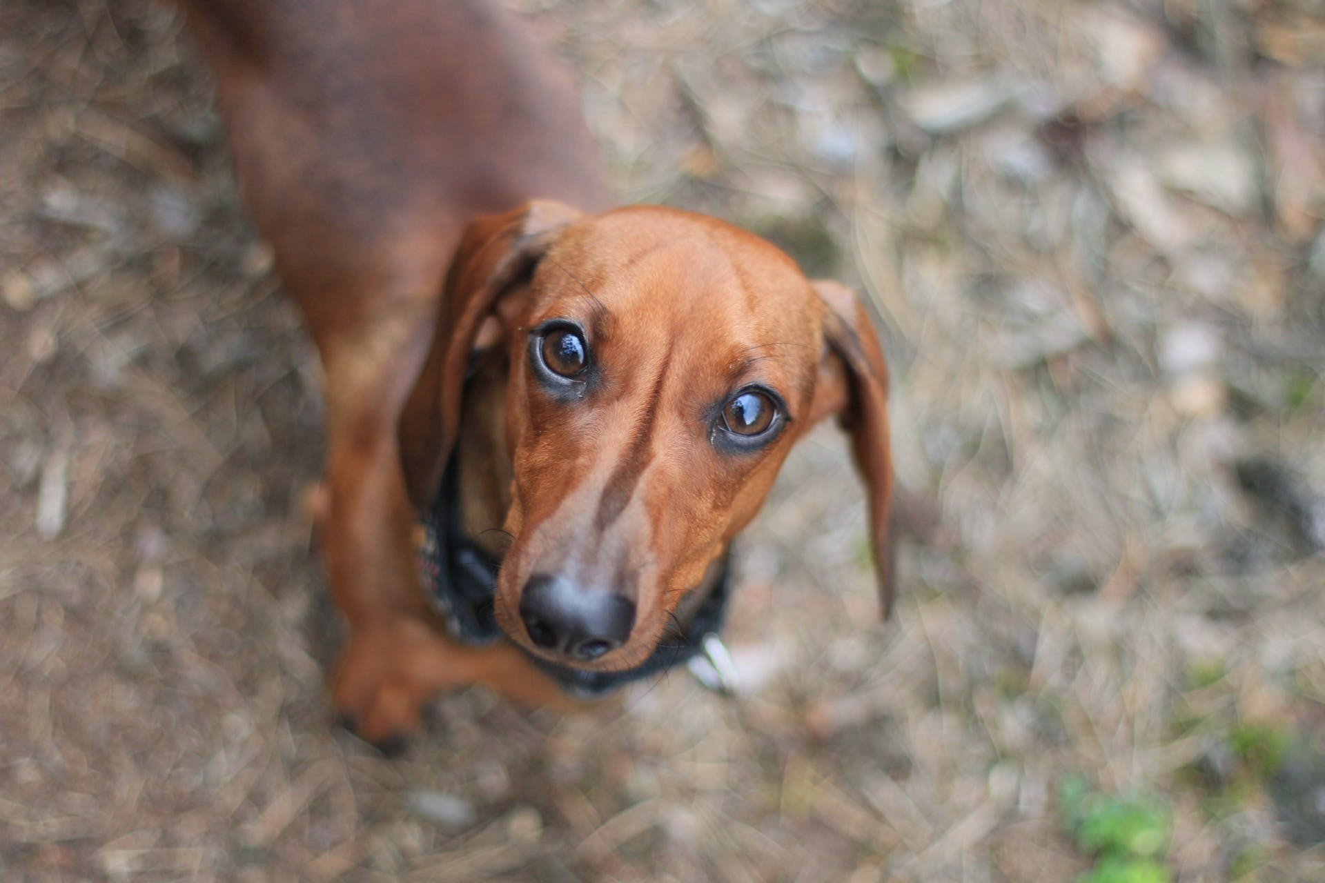 1920x1280, Selective Focus Photography Of Dachshund - Tall Dachshund - HD Wallpaper 