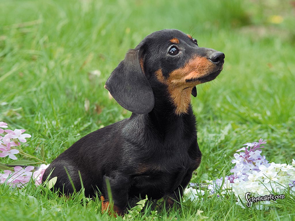 Dachshund Dog In The Grass Wallpaper - Dachshund Dog Cute - HD Wallpaper 