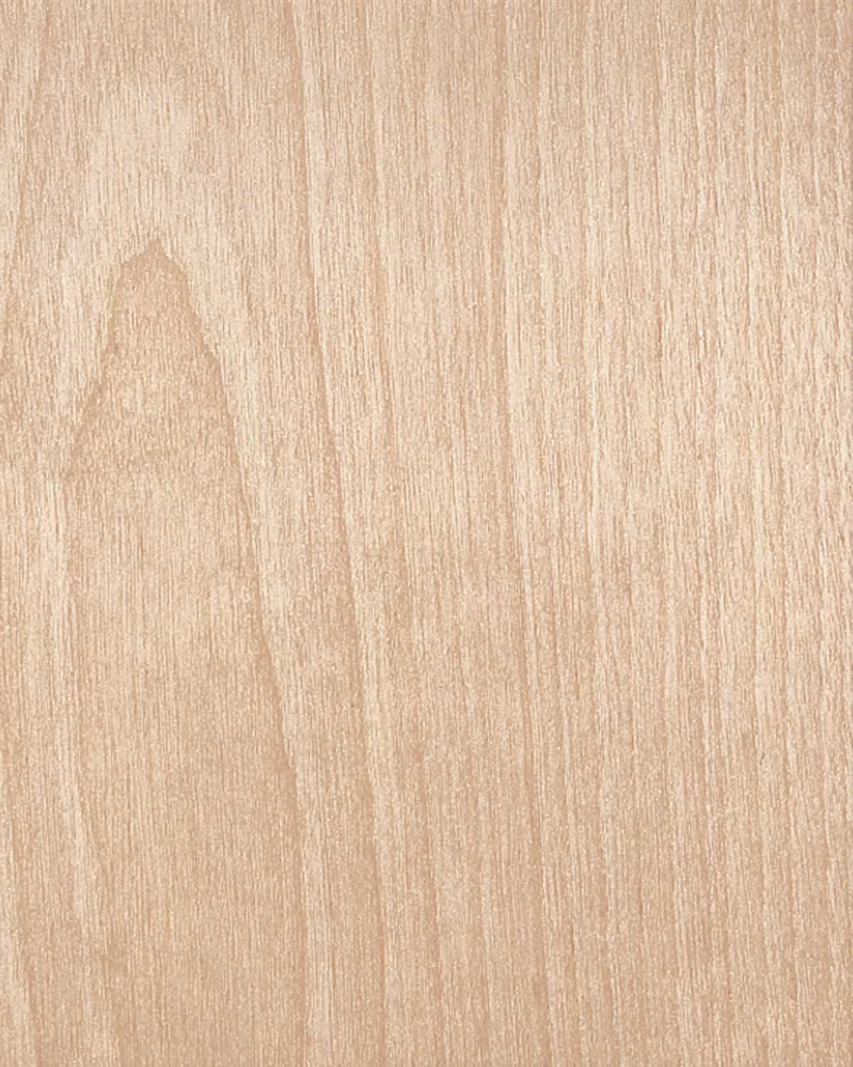 High Resolution Birch Wood - HD Wallpaper 