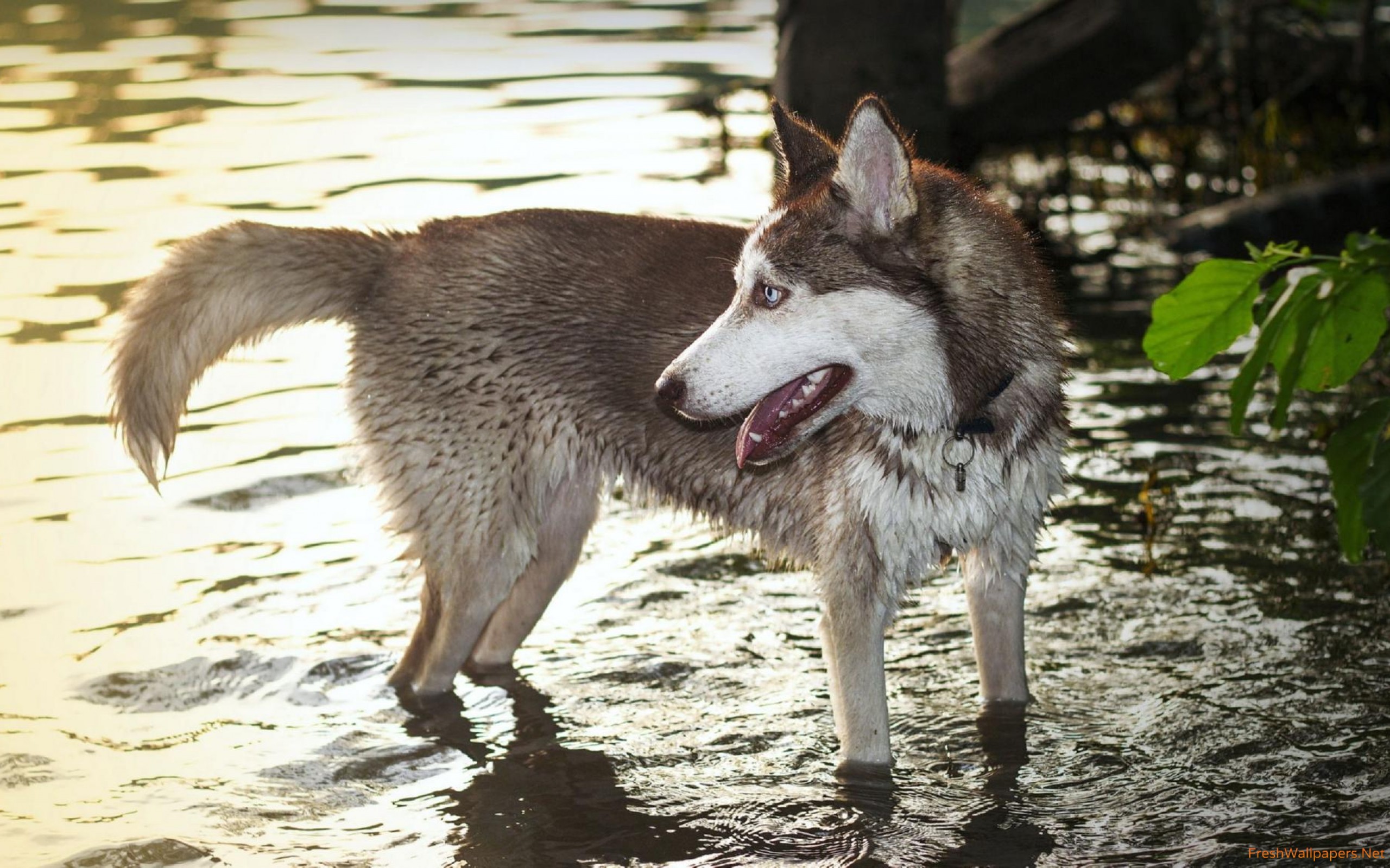 Wet Siberian Husky - HD Wallpaper 