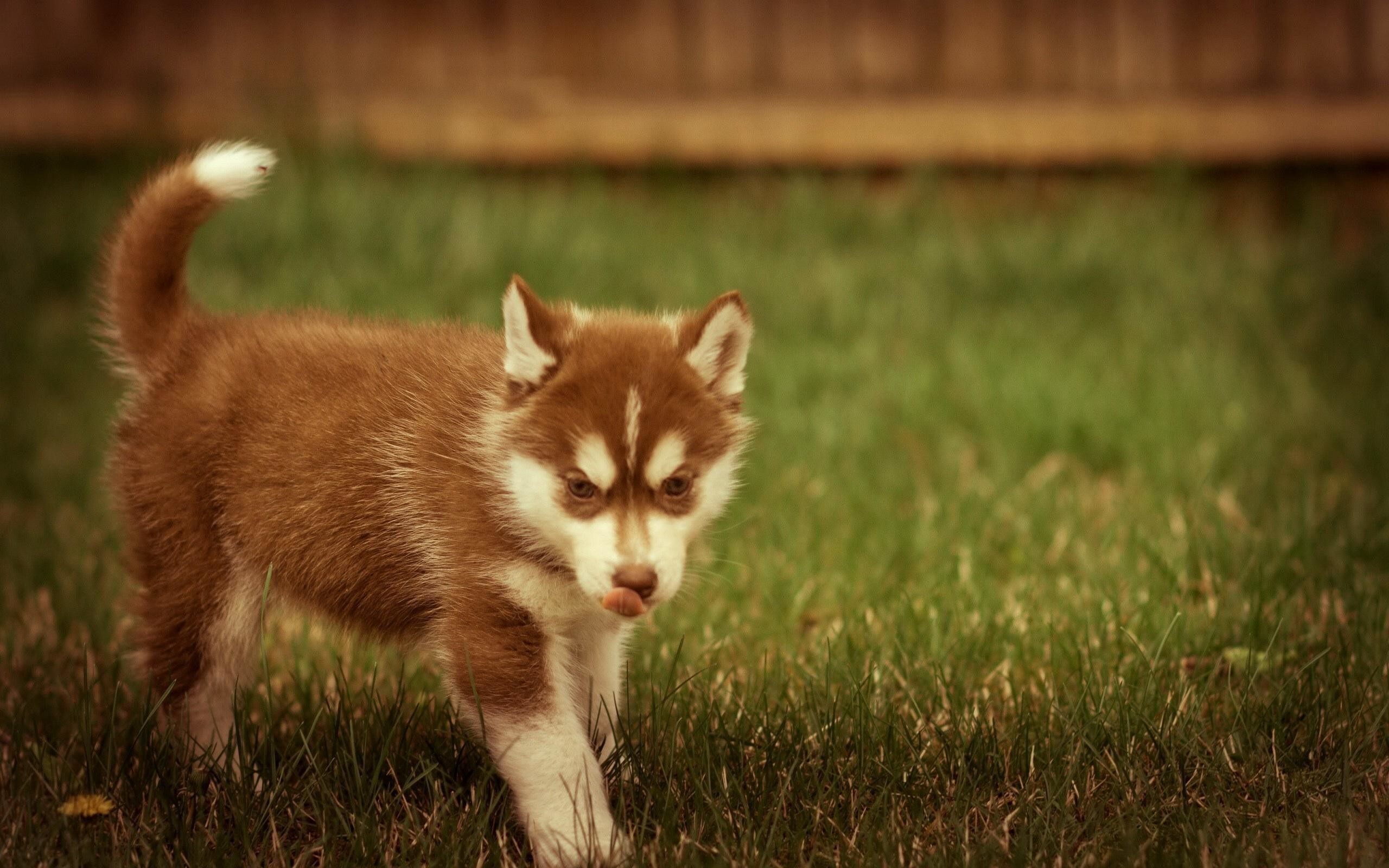 2560x1600, Baby Husky Wallpaper - Baby Siberian Husky Brown - HD Wallpaper 