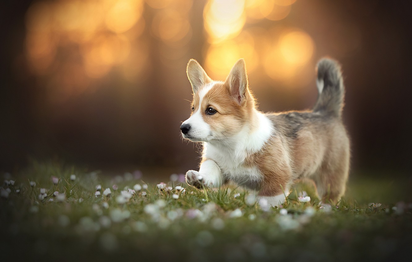 Photo Wallpaper Each, Dog, Corgi - Corgi Puppies For Your Desktop - HD Wallpaper 