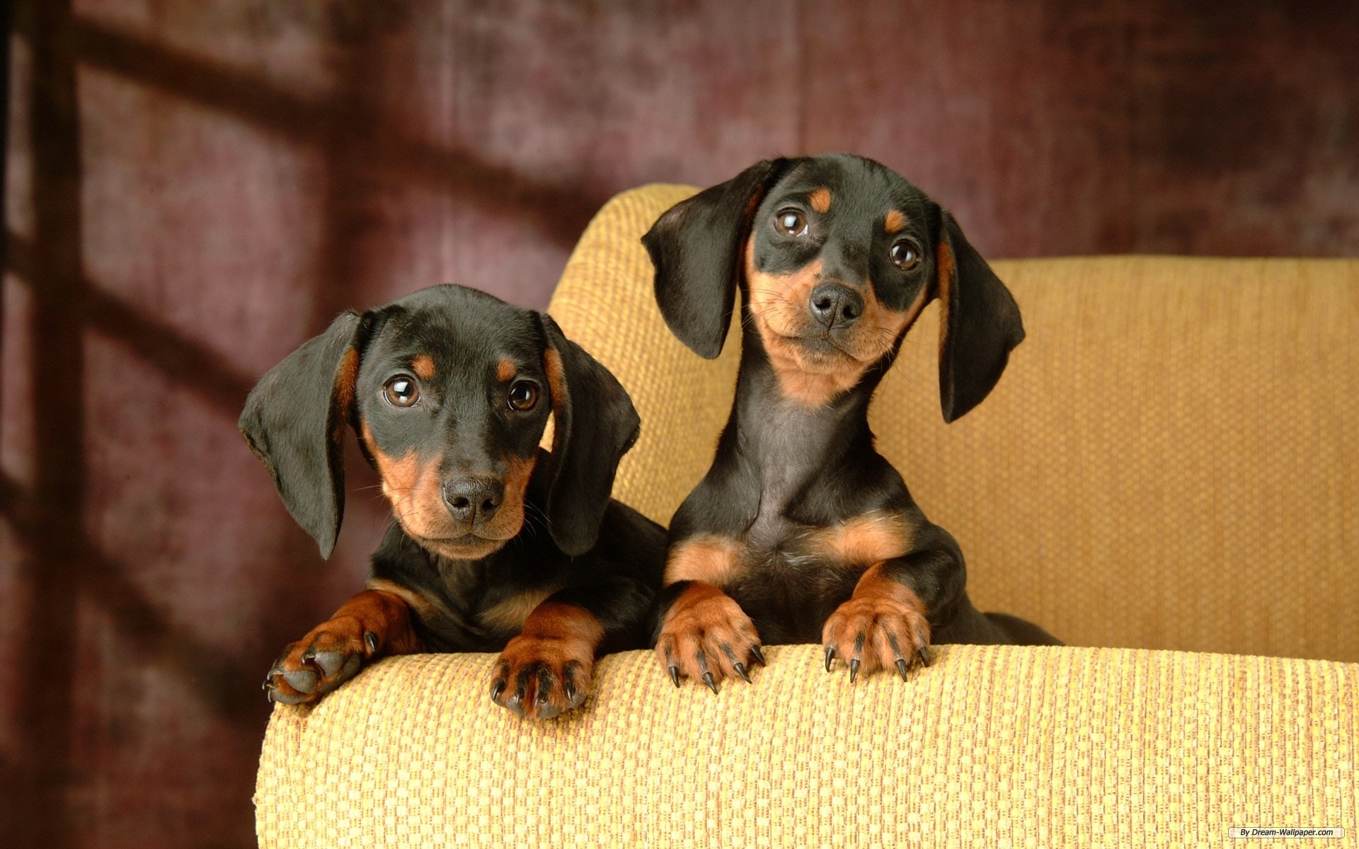 Free Animal Wallpaper - Dachshund Desktop Backgrounds - HD Wallpaper 