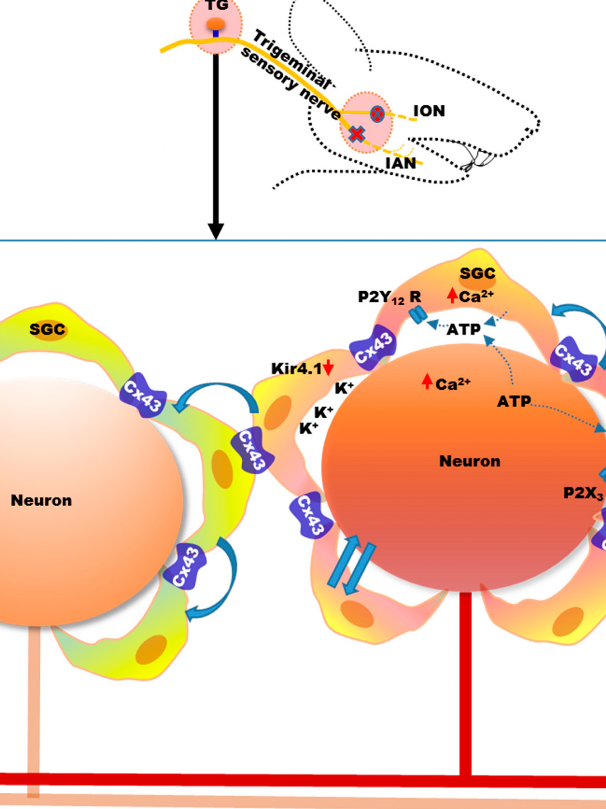 Satellite Glial Cells - HD Wallpaper 
