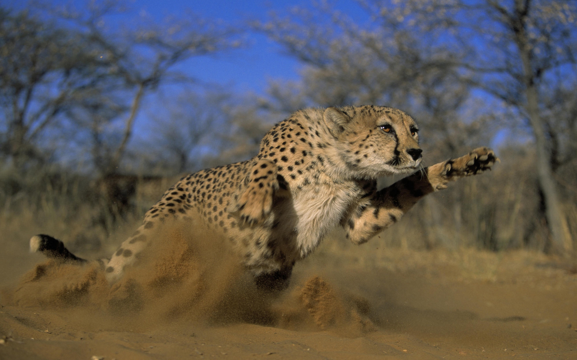 Wildlife Wallpaper - Running Cheetah Wallpaper Hd - HD Wallpaper 