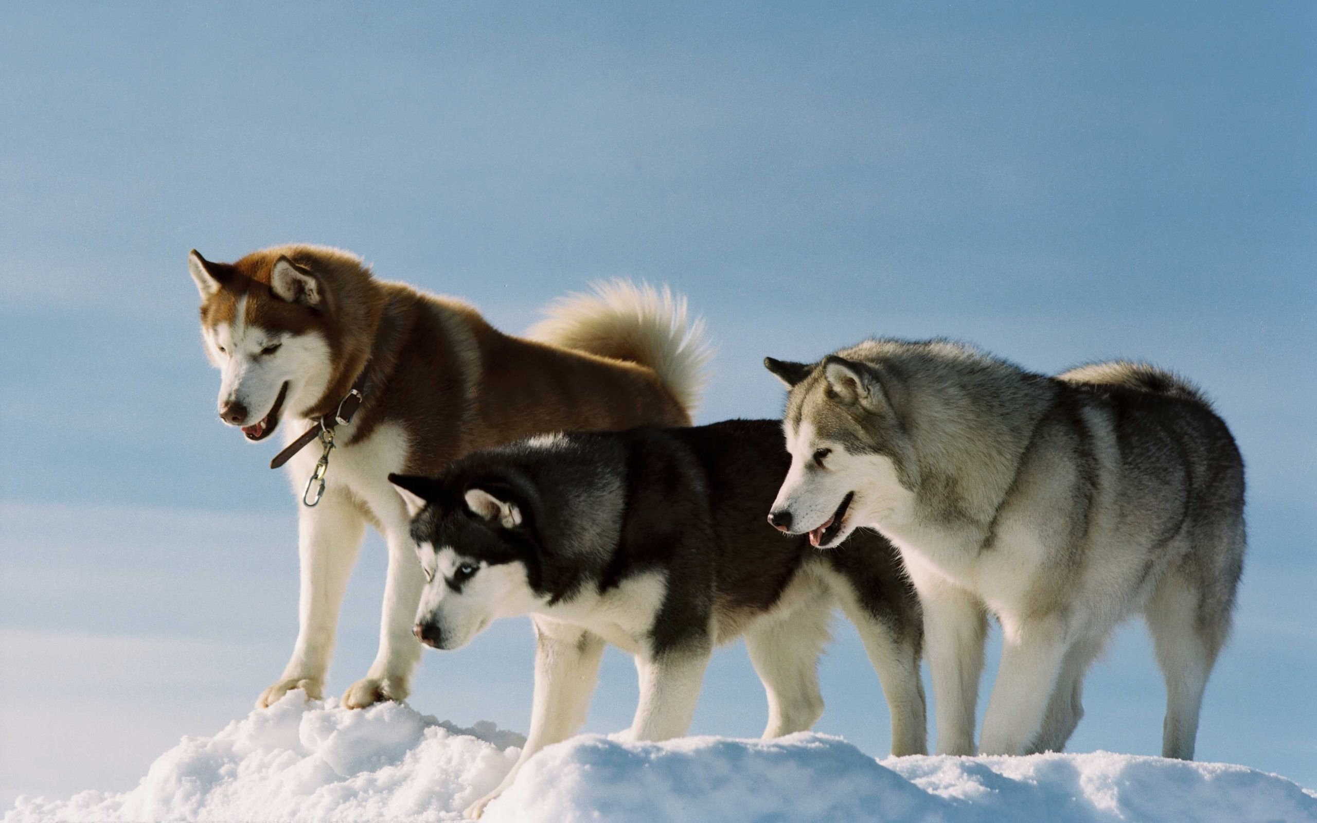 Best Husky Wallpaper Id - 1080p Alaskan Malamute Wallpaper Hd - HD Wallpaper 