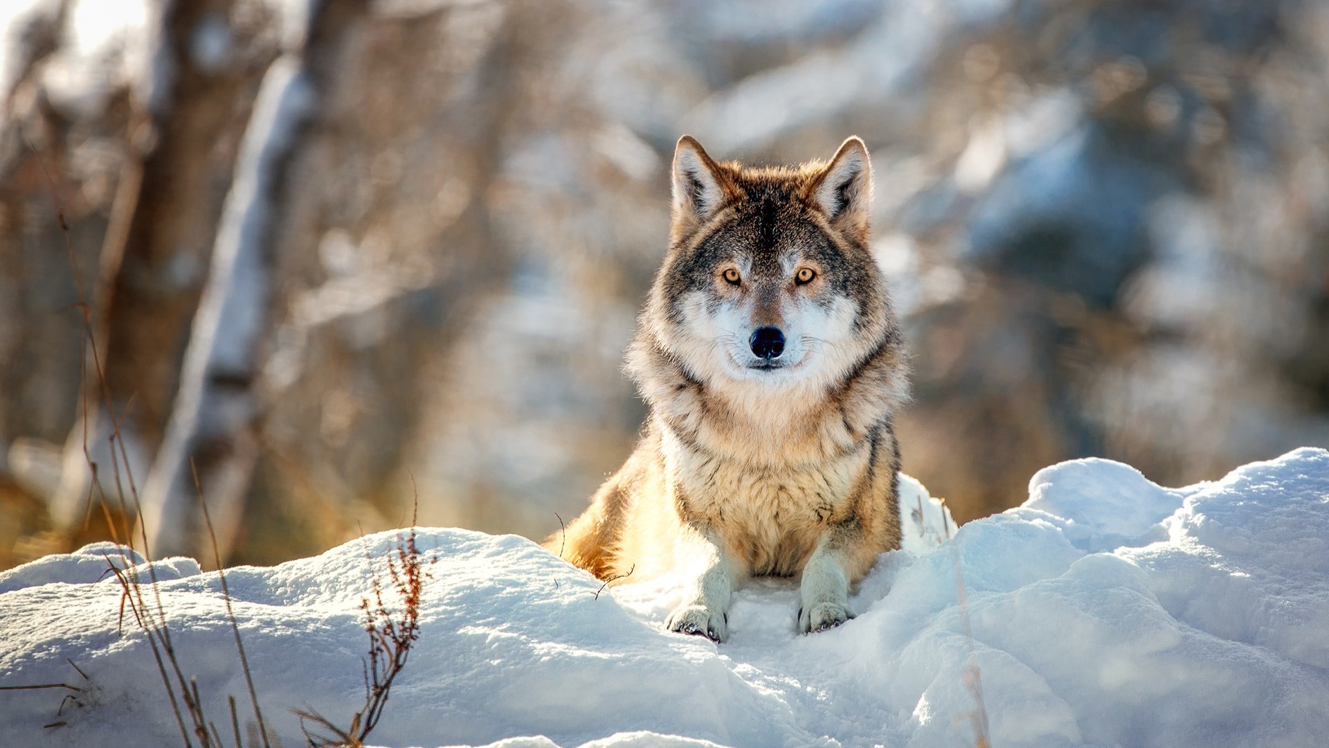 Wallpaper Of Animal, Snow, Wolf, Predator Background - Wolf Themes - HD Wallpaper 