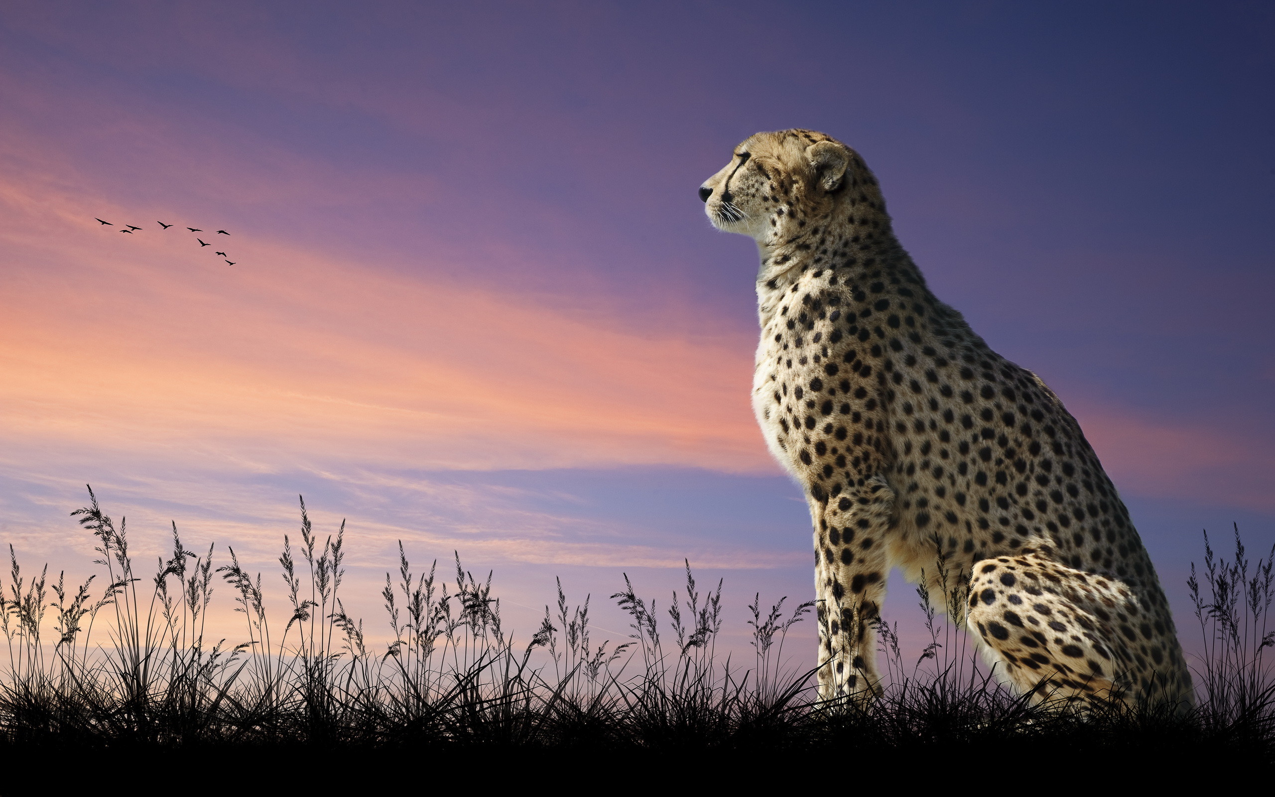 2560x1600, Hd Wallpaper - Cool Pictures Of Cheetahs - HD Wallpaper 