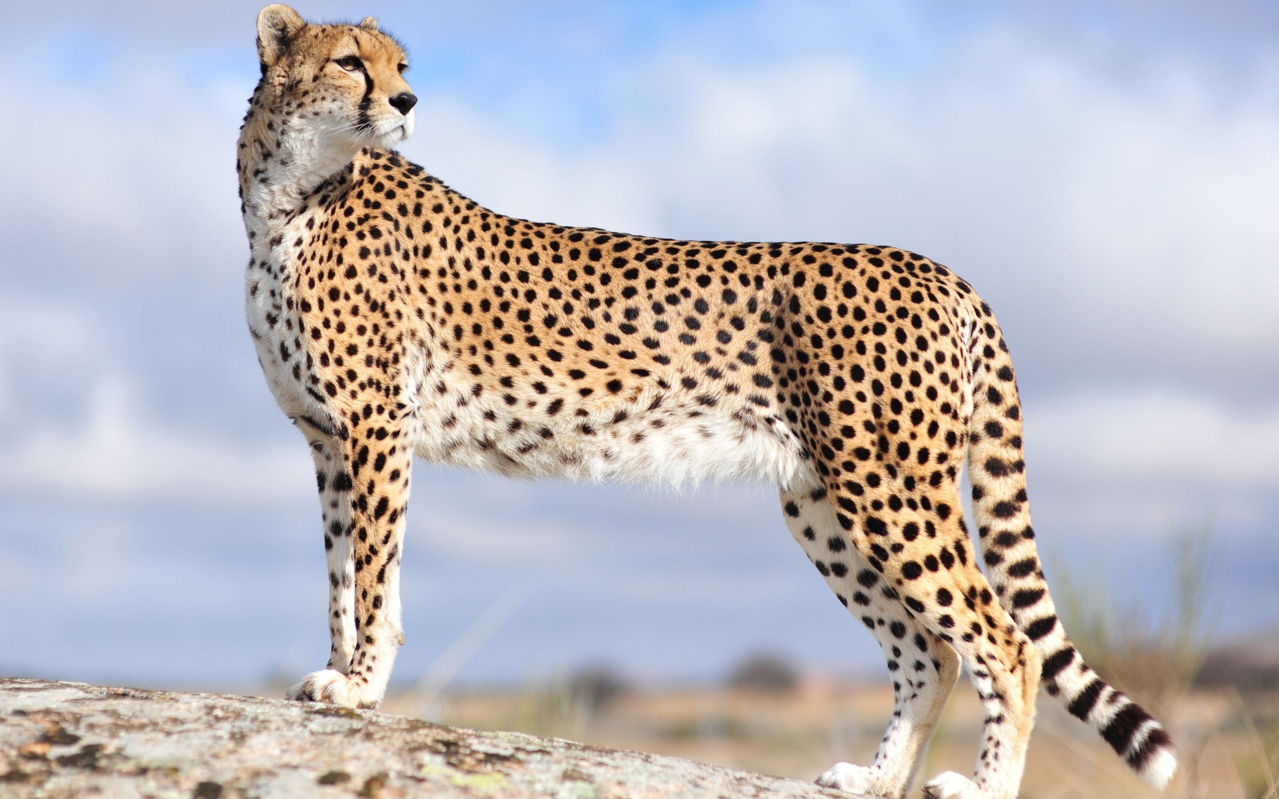 Cheetah Clipart - HD Wallpaper 