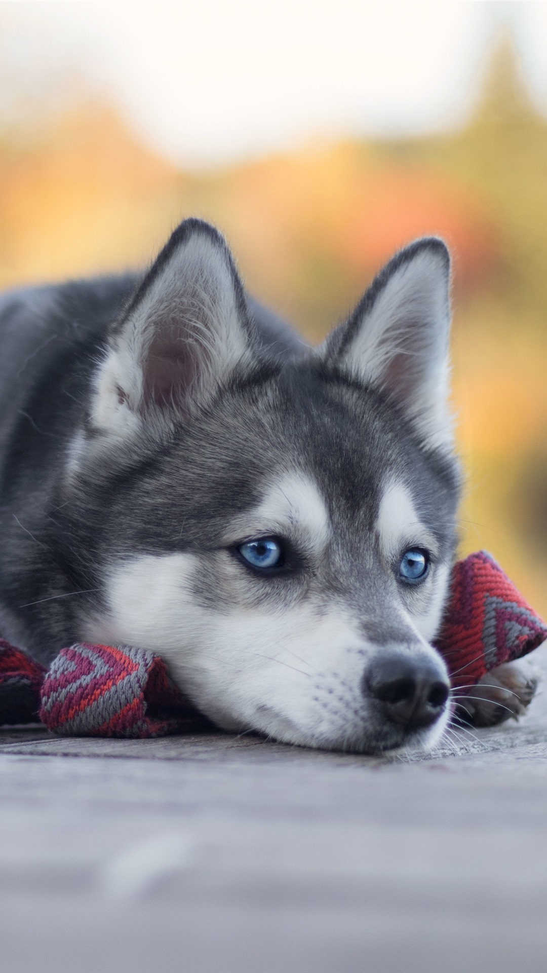 Small Husky With Blue Eyes - HD Wallpaper 