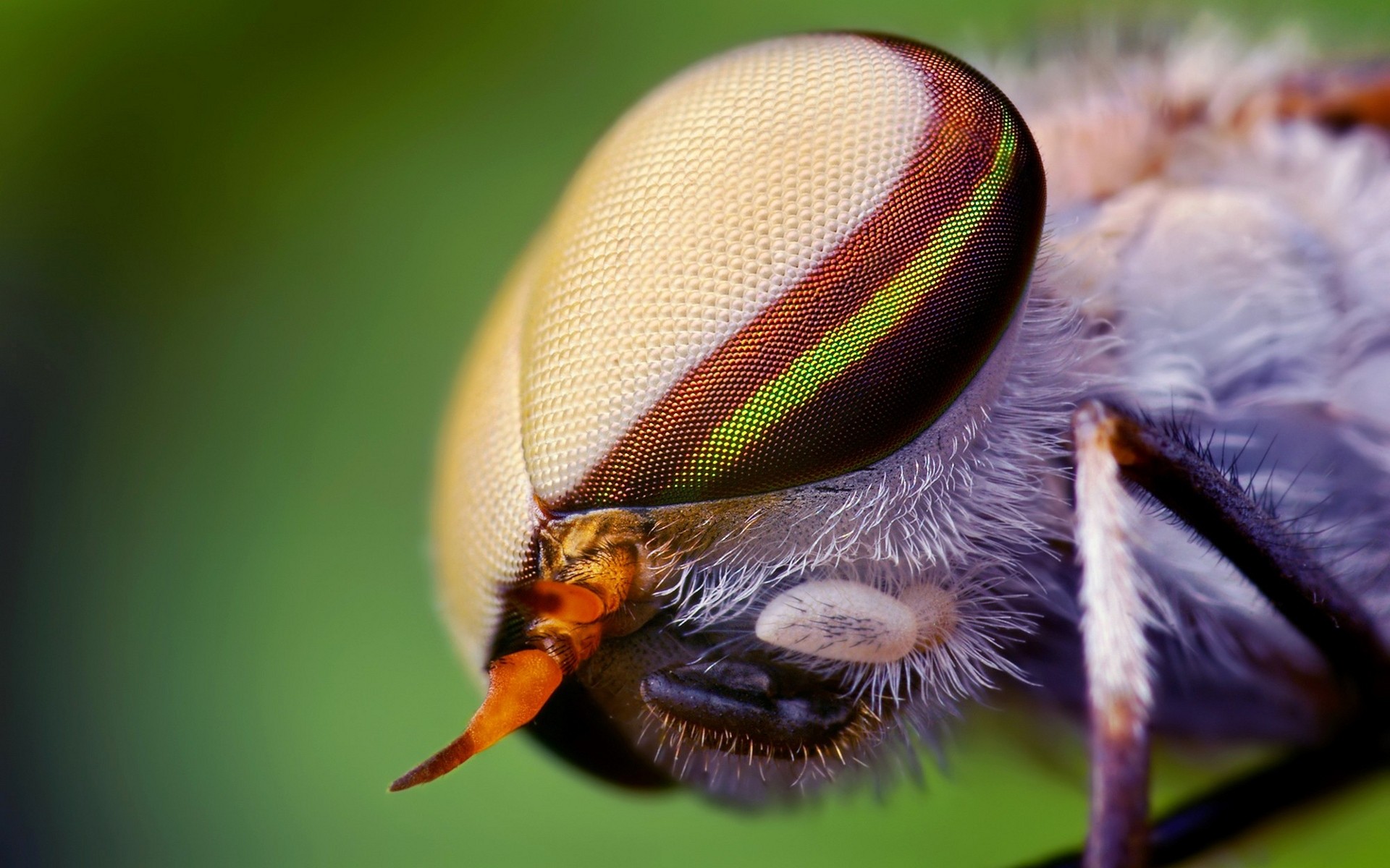 High Resolution Pictures Insects - HD Wallpaper 
