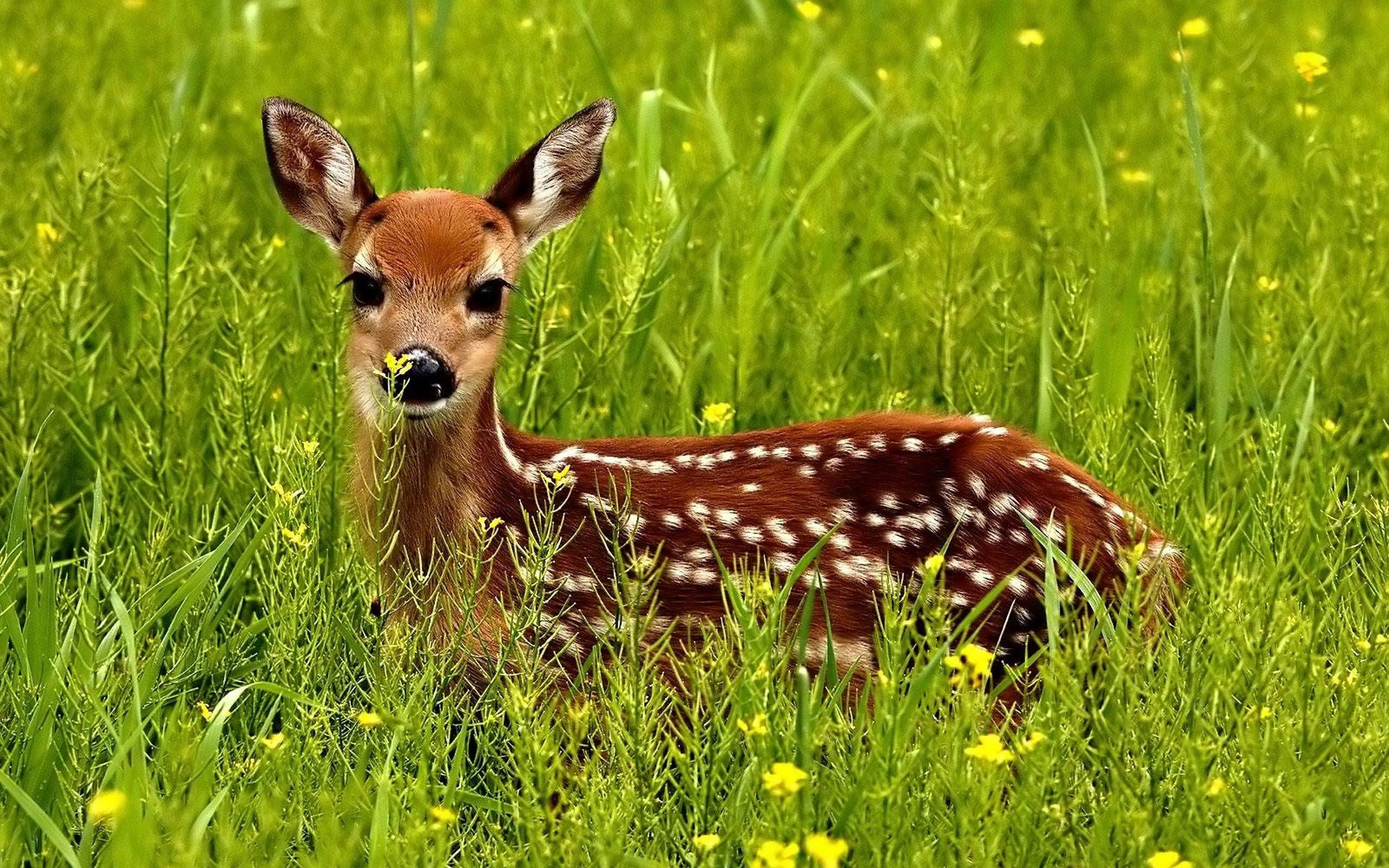 Hd Wildlife Wallpapers - Baby Deer - HD Wallpaper 