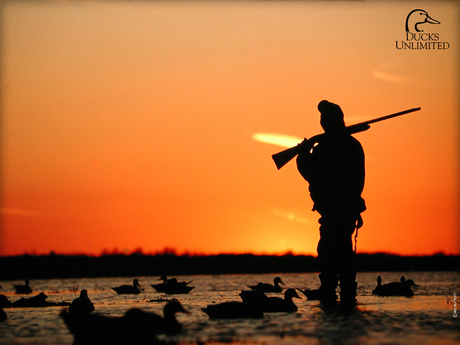 Duck Hunting Backgrounds - HD Wallpaper 