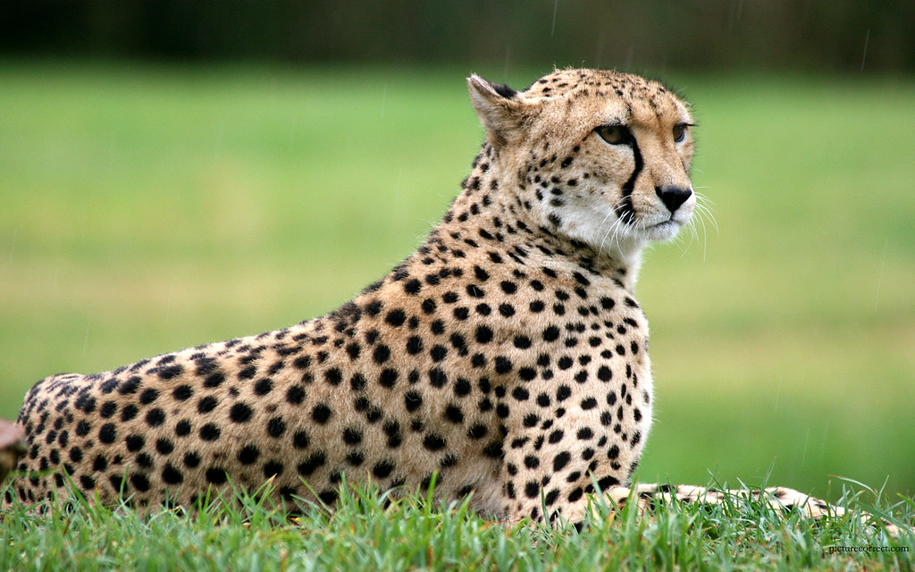 Facts About Cheetah - HD Wallpaper 
