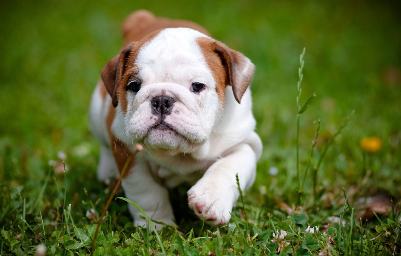 Photo Wallpaper Grass, Flower, Puppy, Nature, Dog, - Baby Bulldog - HD Wallpaper 