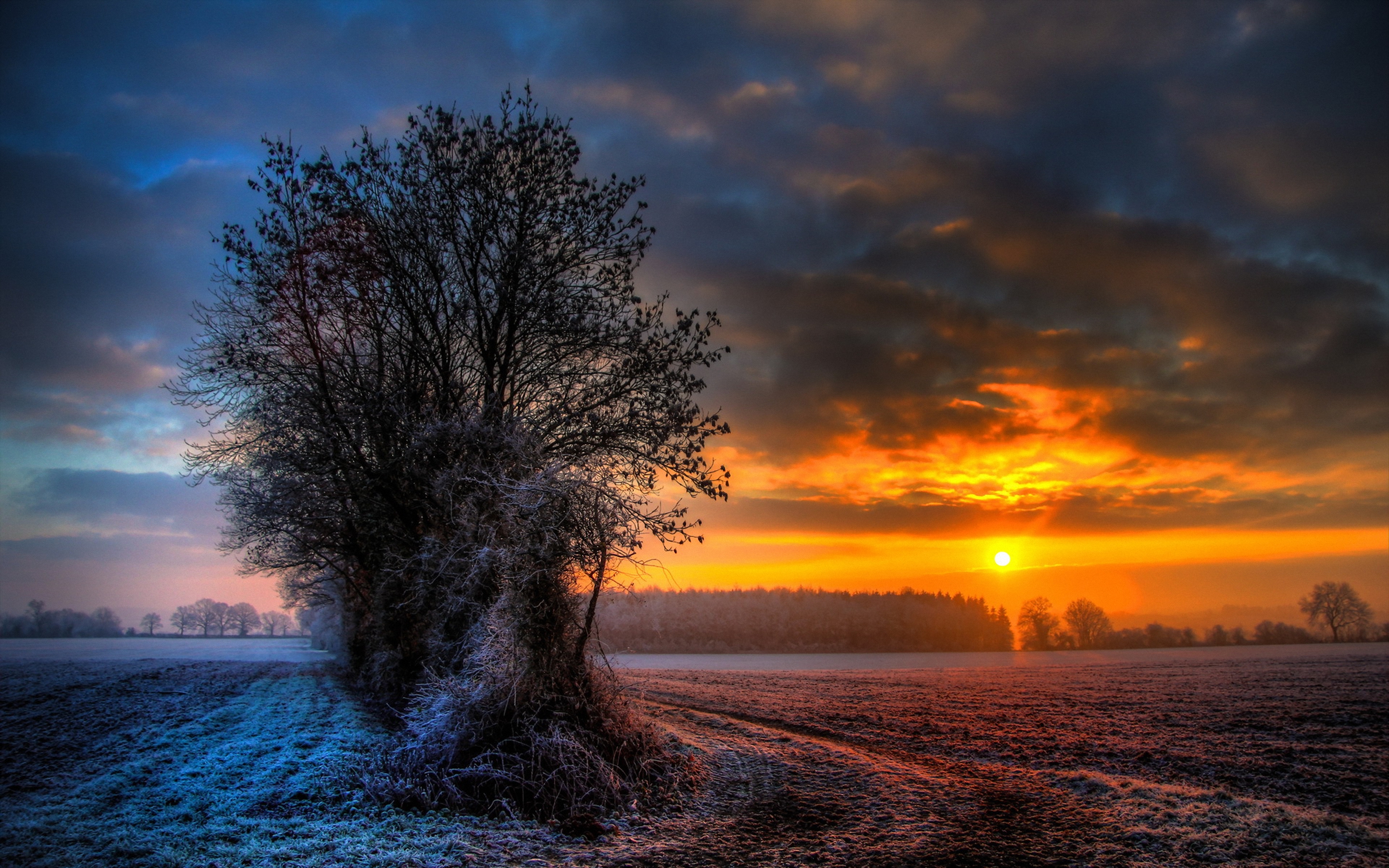 Winter Evening, Snow Covered Tree Wallpapers And Images - Winter Sunset Images Free - HD Wallpaper 