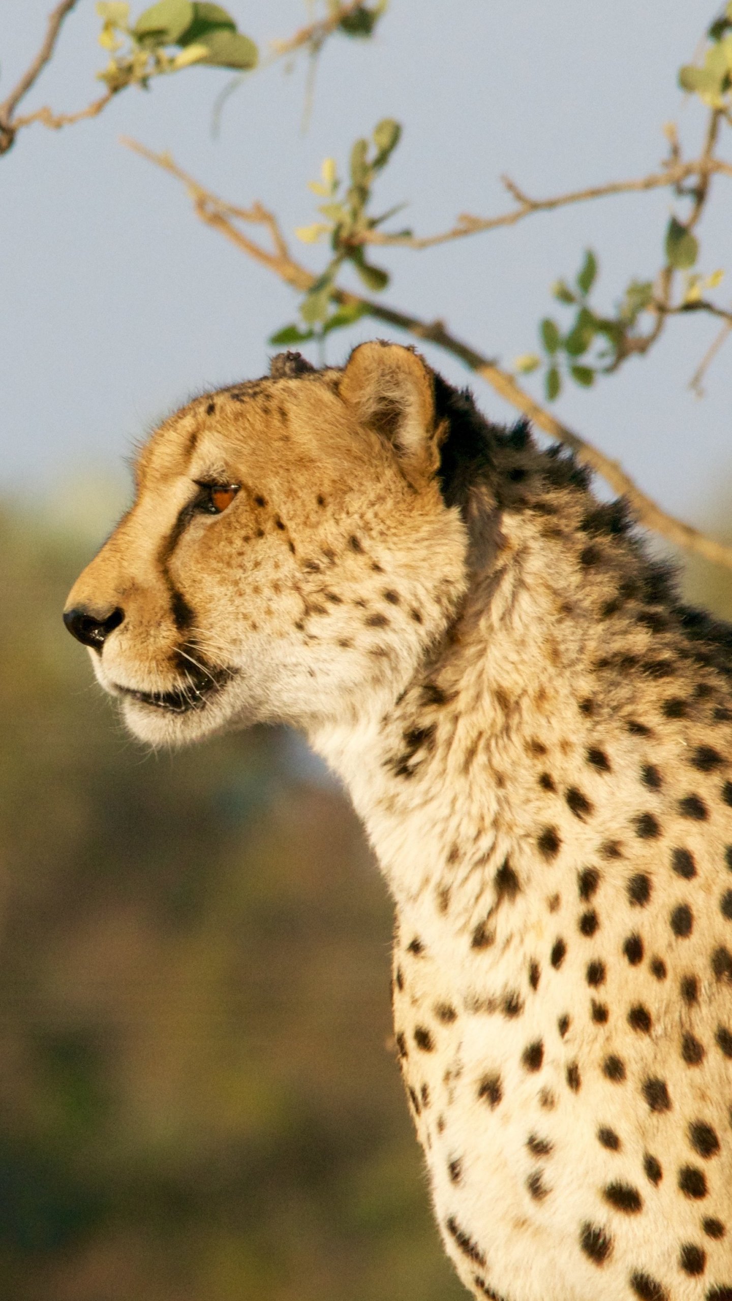 4k Cheetah Wallpaper For Mobile - HD Wallpaper 