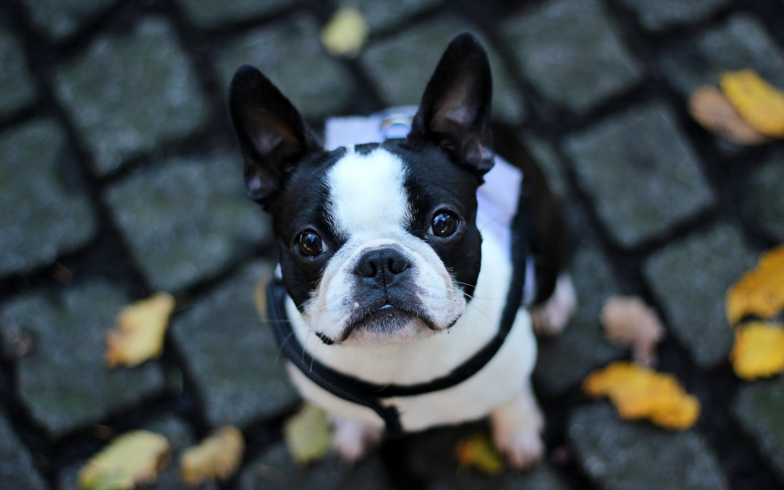 French Bulldog Hd - HD Wallpaper 