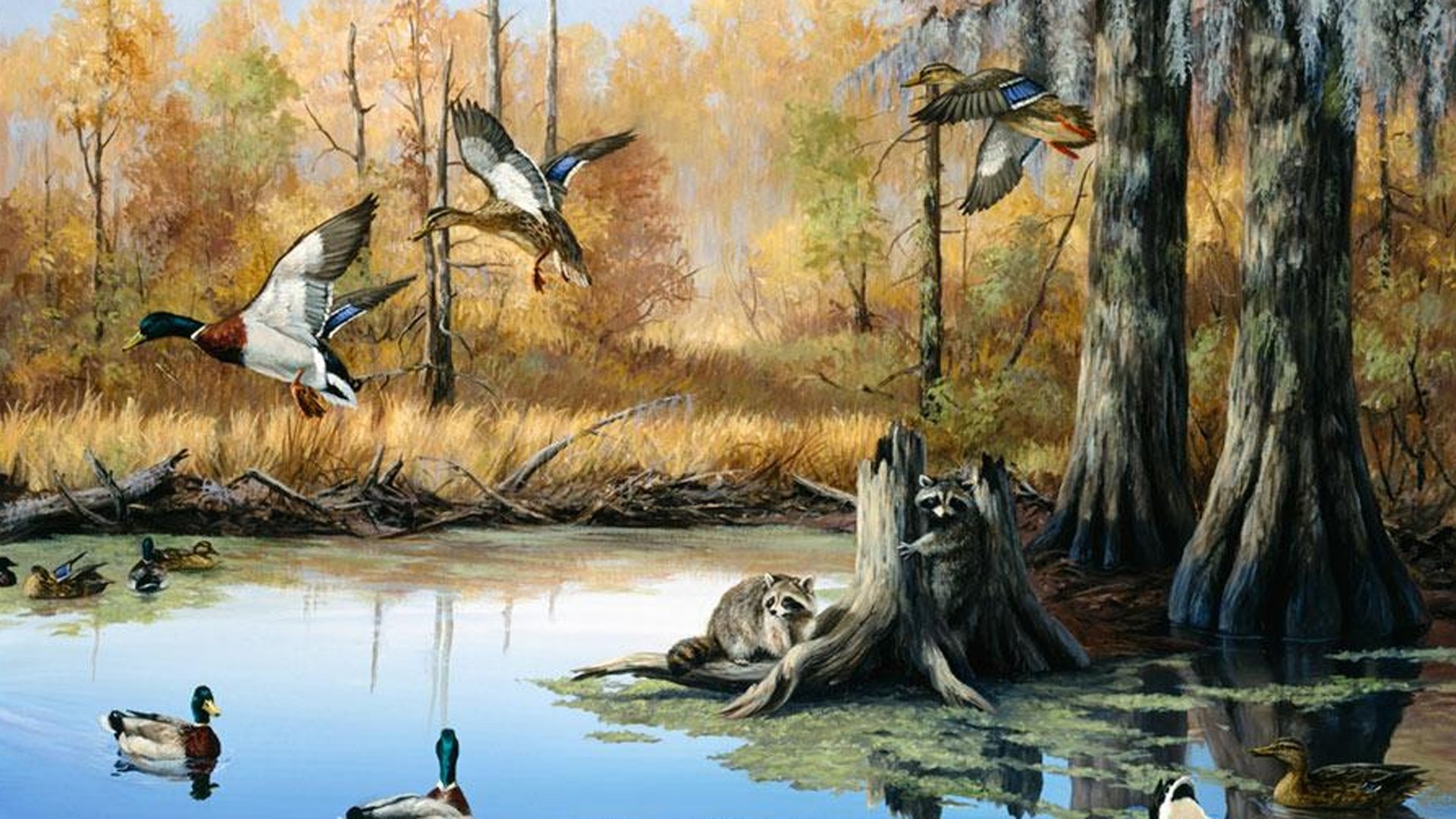 Duck Hunting Laptop Background - HD Wallpaper 